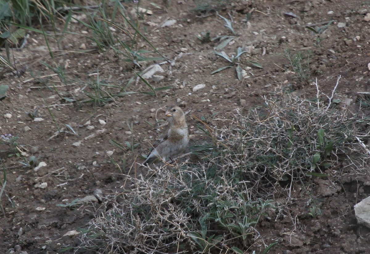 Crimson-winged Finch - ML637579016