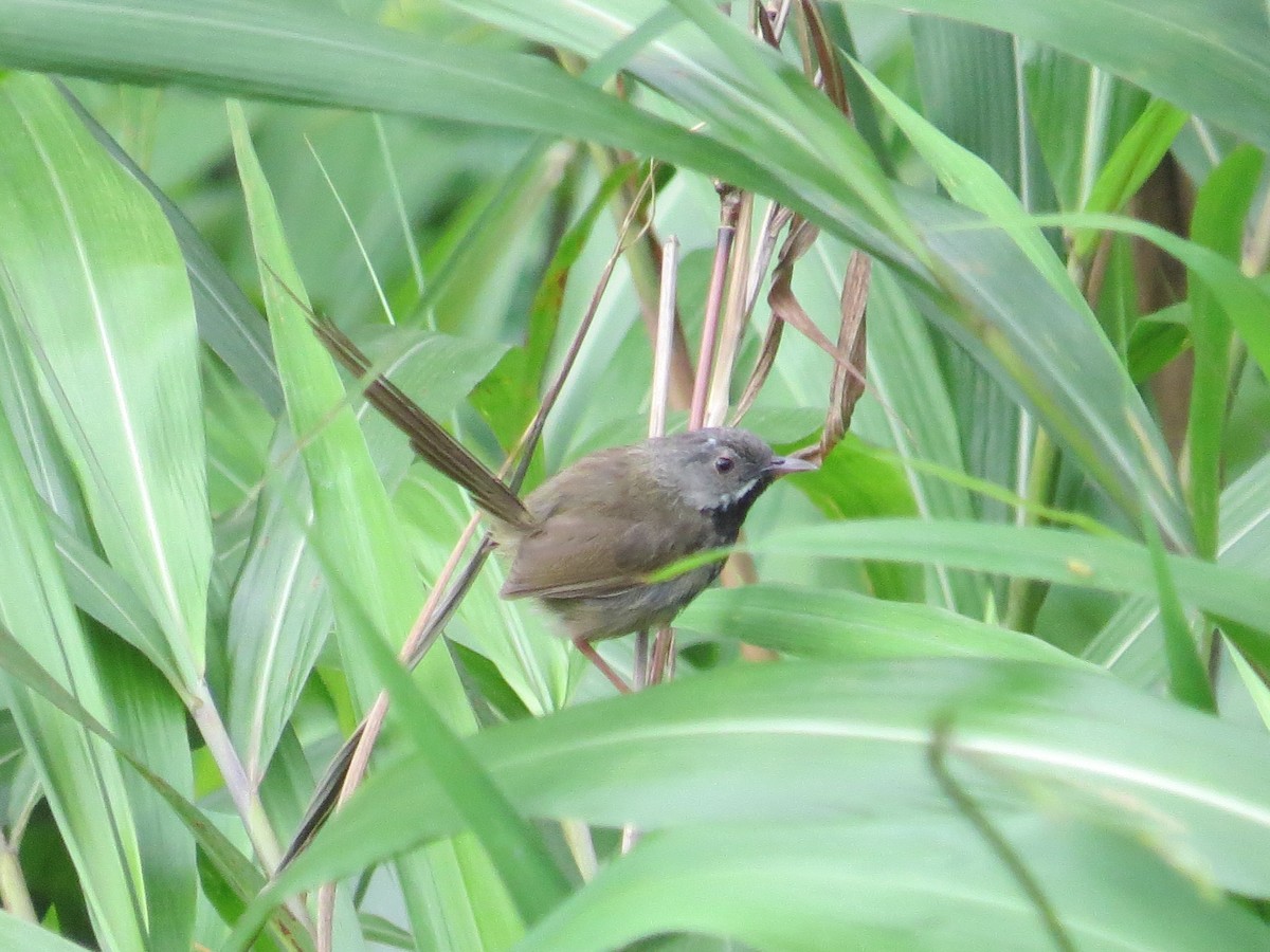 Black-throated Prinia - ML637579032