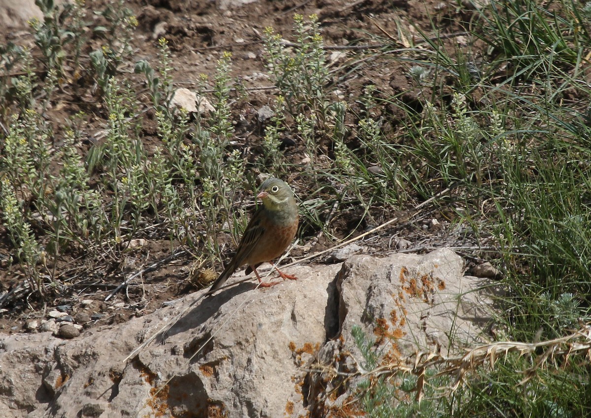 Ortolan Bunting - ML637579033