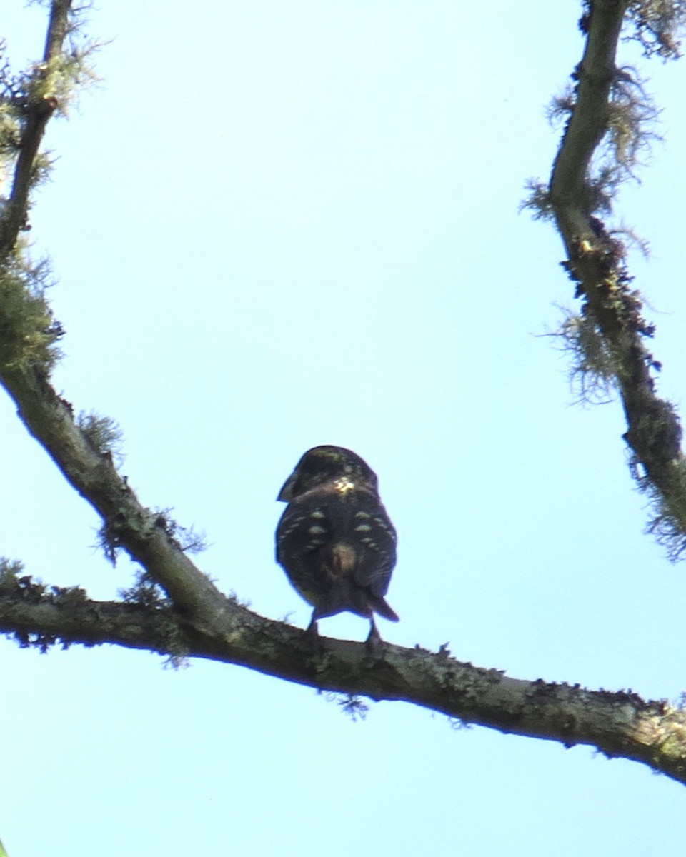 Spot-winged Grosbeak - ML637579070