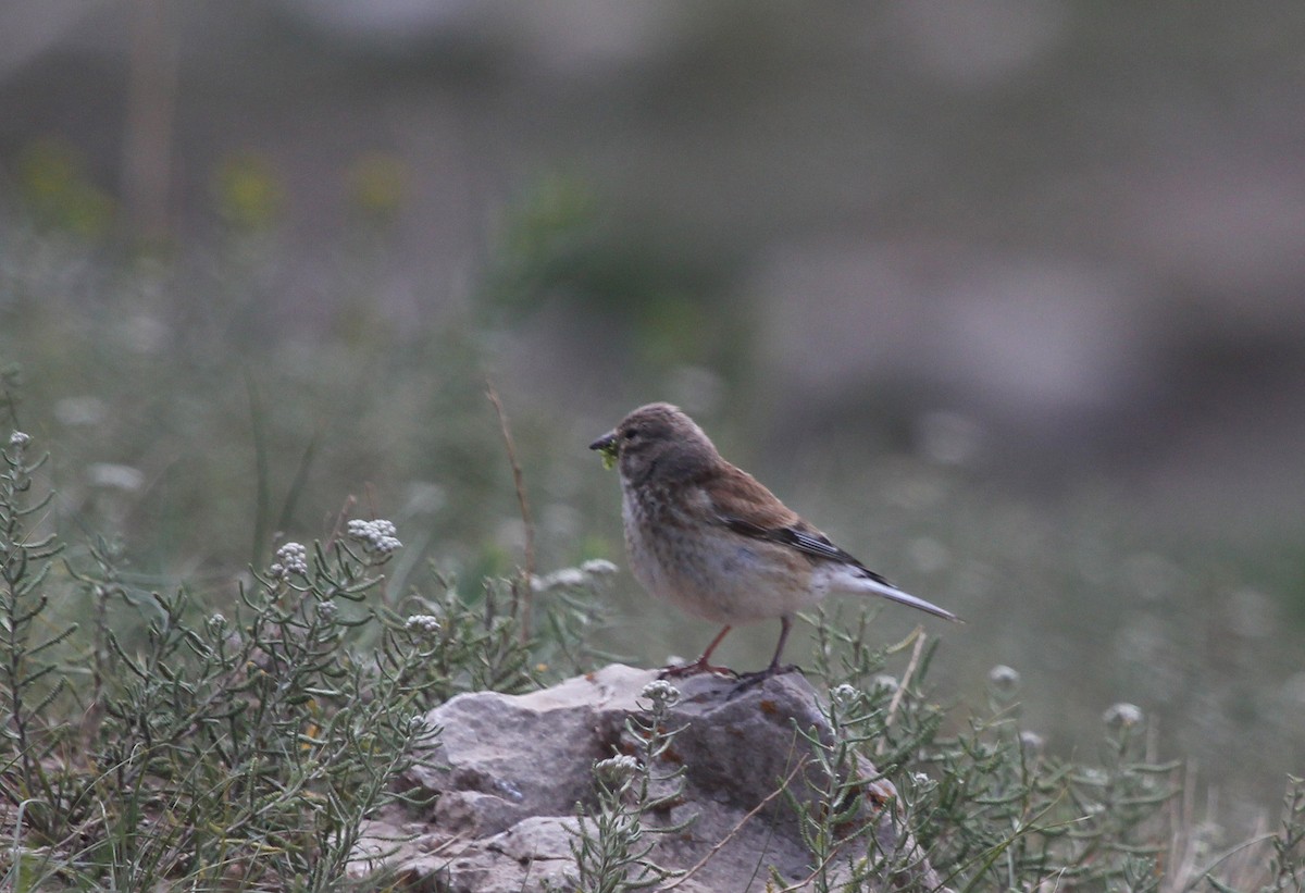 Eurasian Linnet - ML637579071