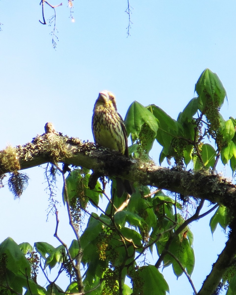Spot-winged Grosbeak - ML637579074