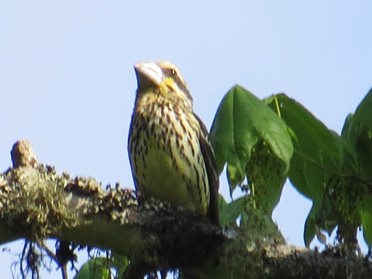 Spot-winged Grosbeak - ML637579077