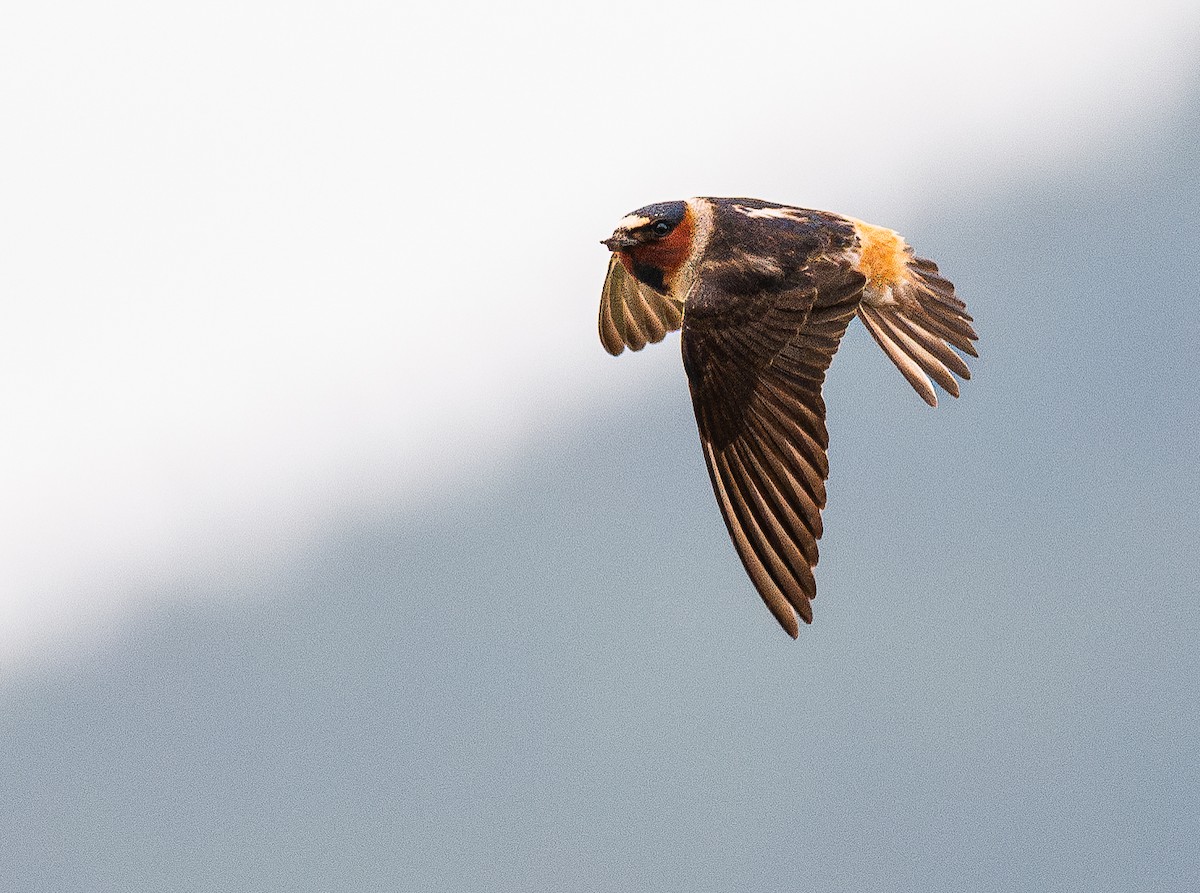 Cliff Swallow - ML637579088