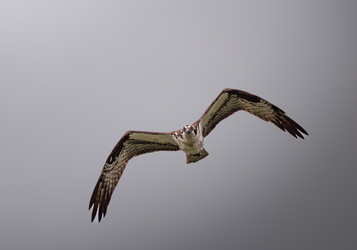 Osprey - ML637579091