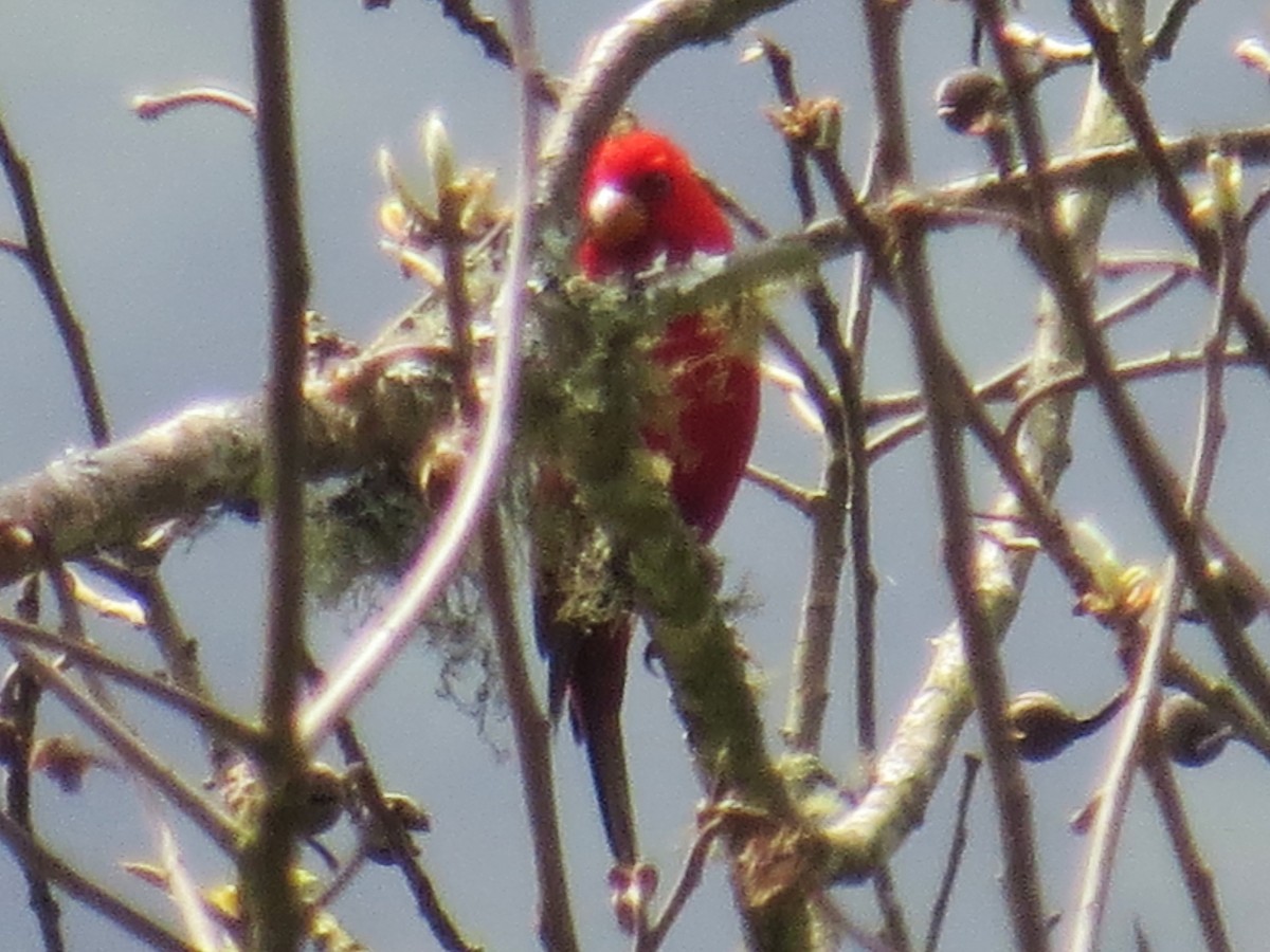 Scarlet Finch - ML637579096