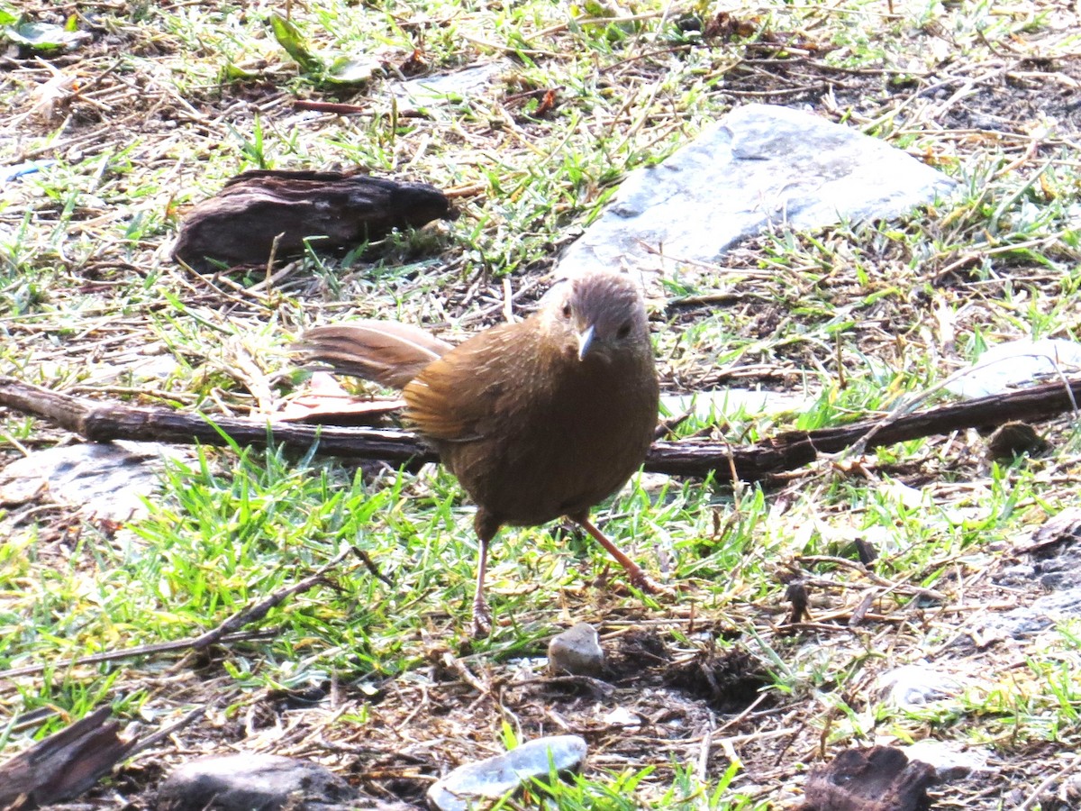 Bhutan Laughingthrush - ML637579110