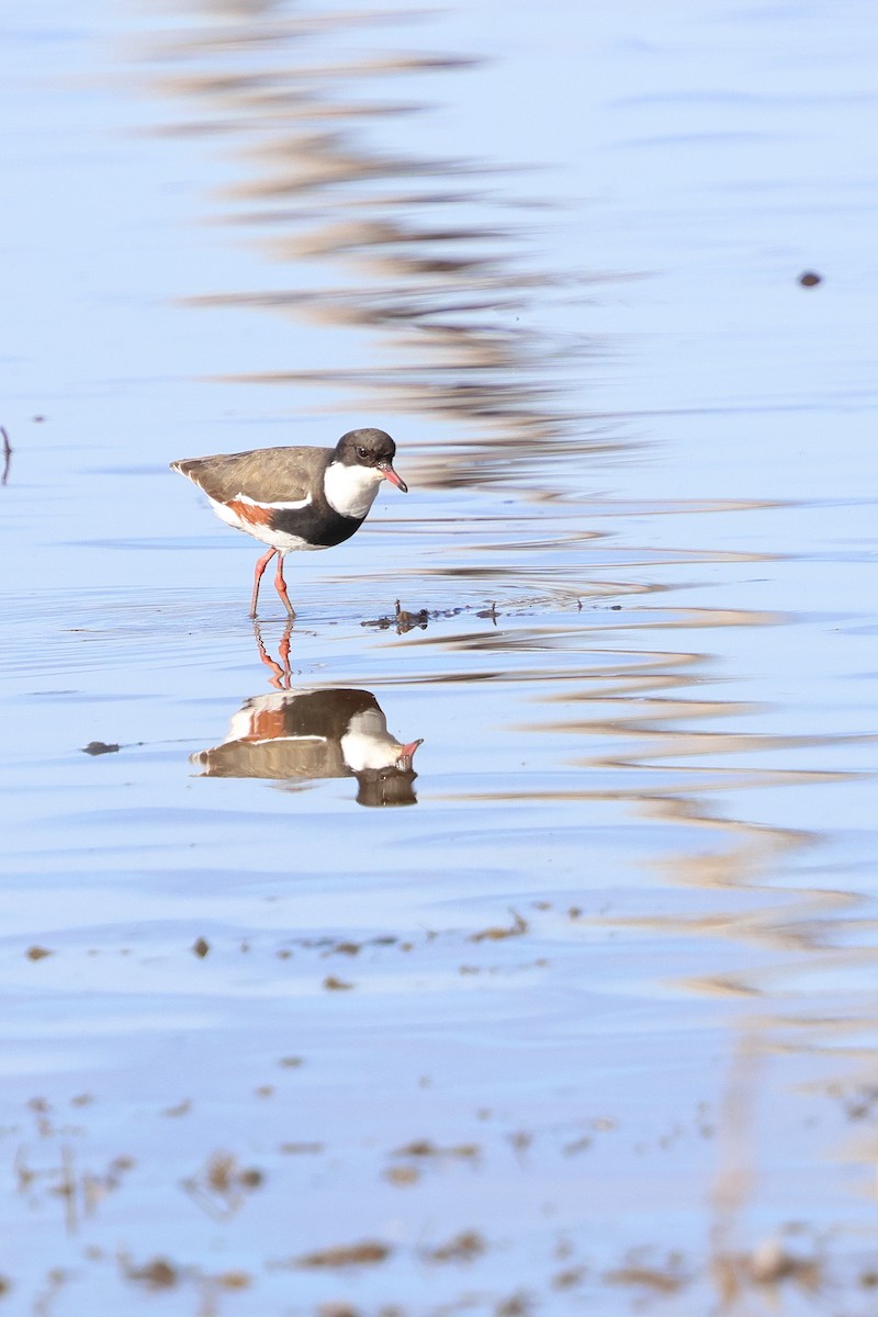 Red-kneed Dotterel - ML637579201