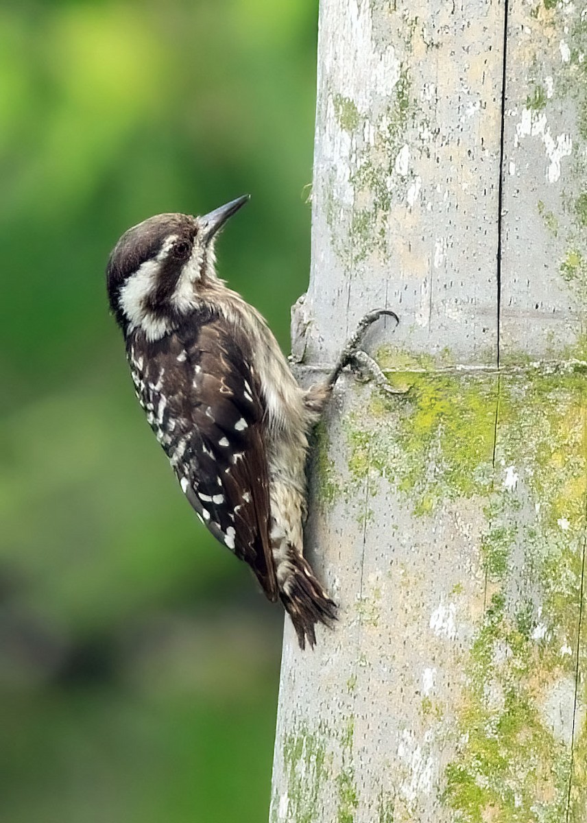 Sunda Pygmy Woodpecker - ML637579217