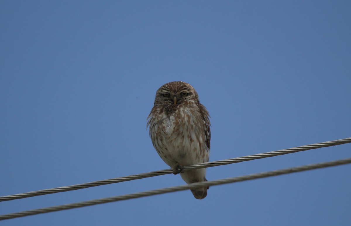 Little Owl - ML637579245