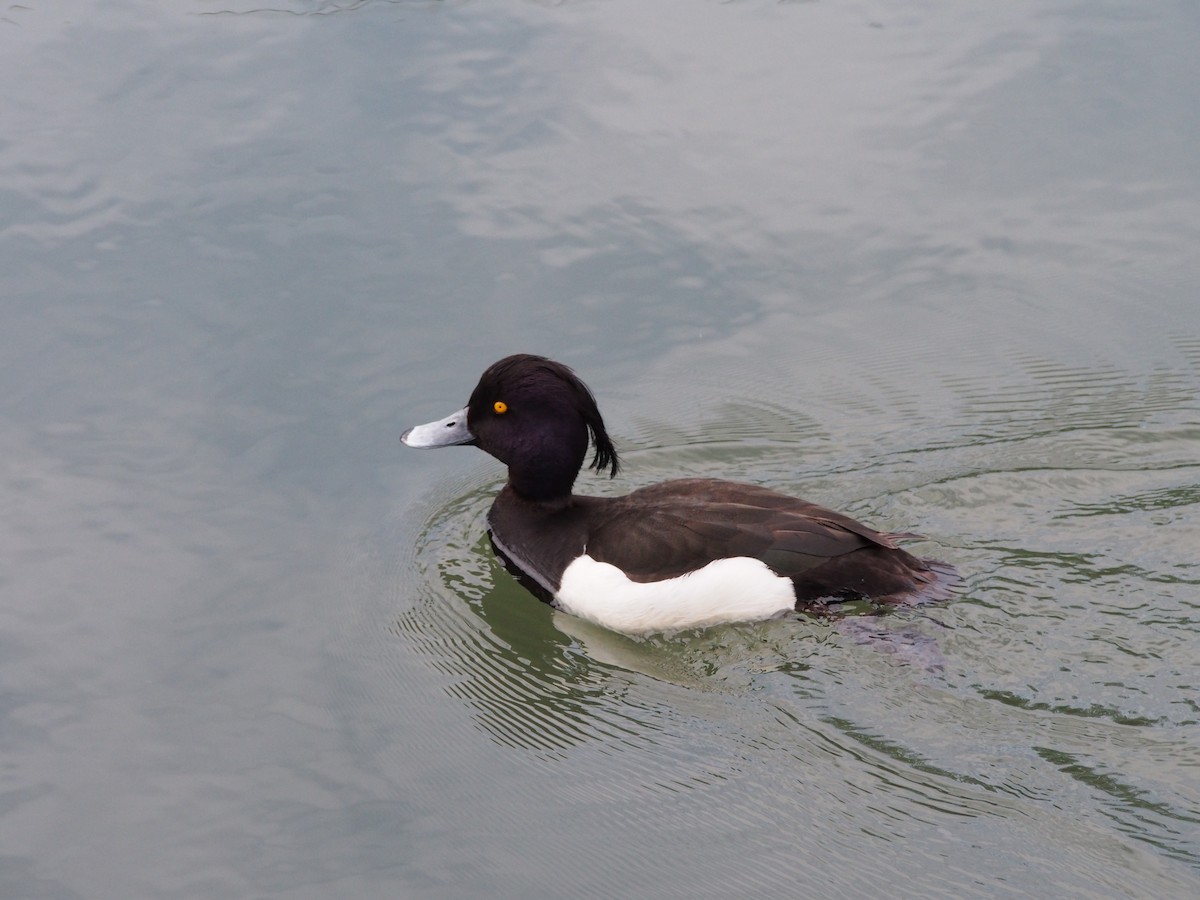 Tufted Duck - ML637579250