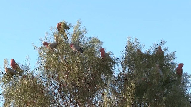 Cacatoès rosalbin - ML637579276