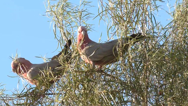 Cacatoès rosalbin - ML637579281