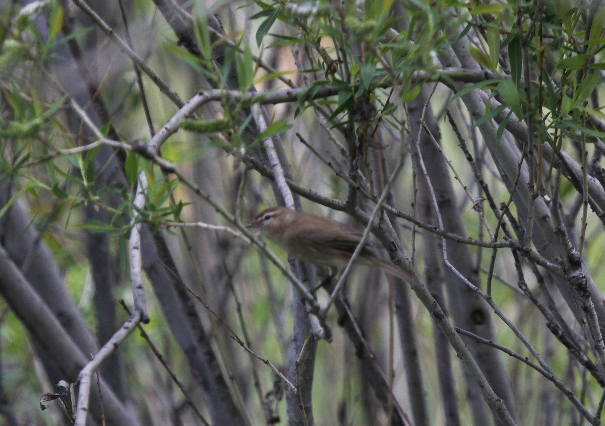 Marsh Warbler - ML637579286