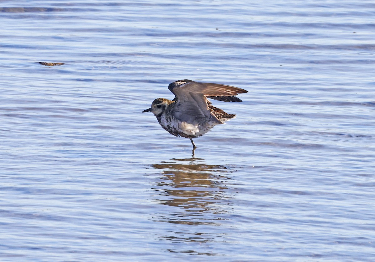 Pacific Golden-Plover - ML637579321