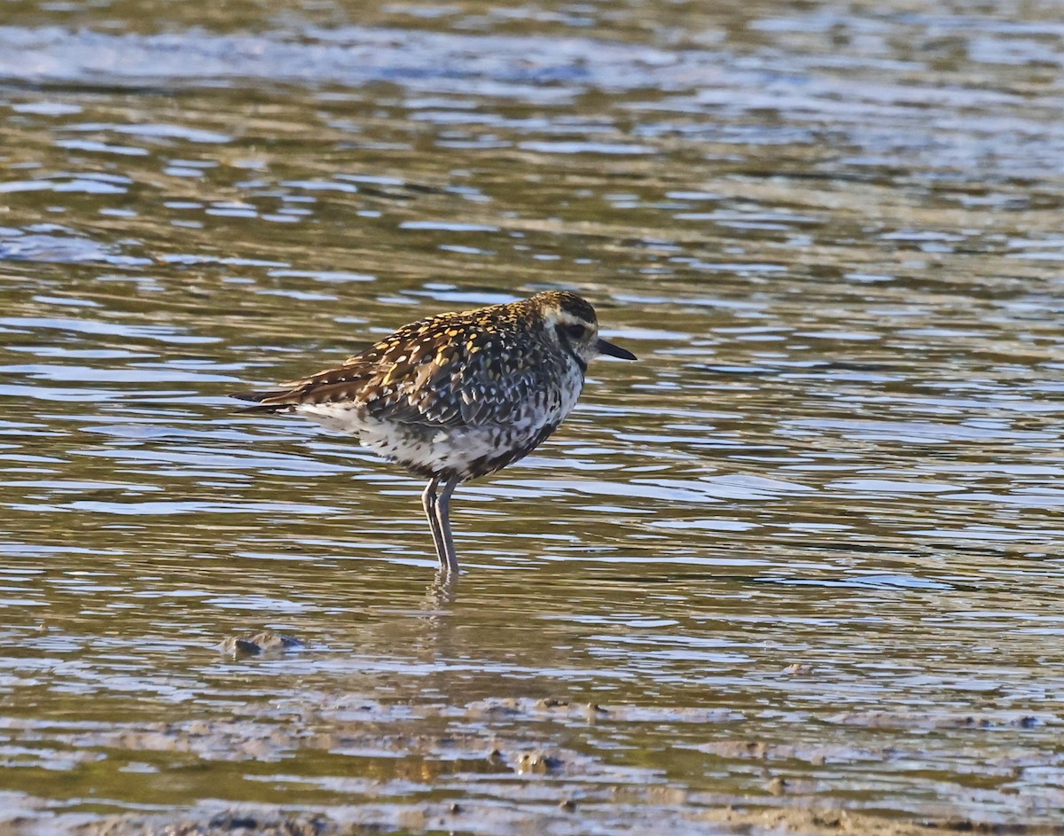 Pacific Golden-Plover - ML637579322
