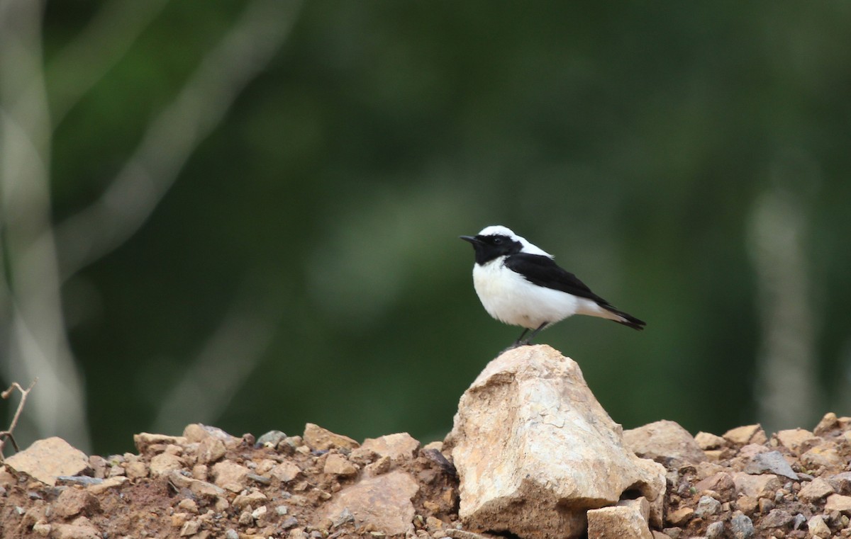 Finsch's Wheatear - ML637579413