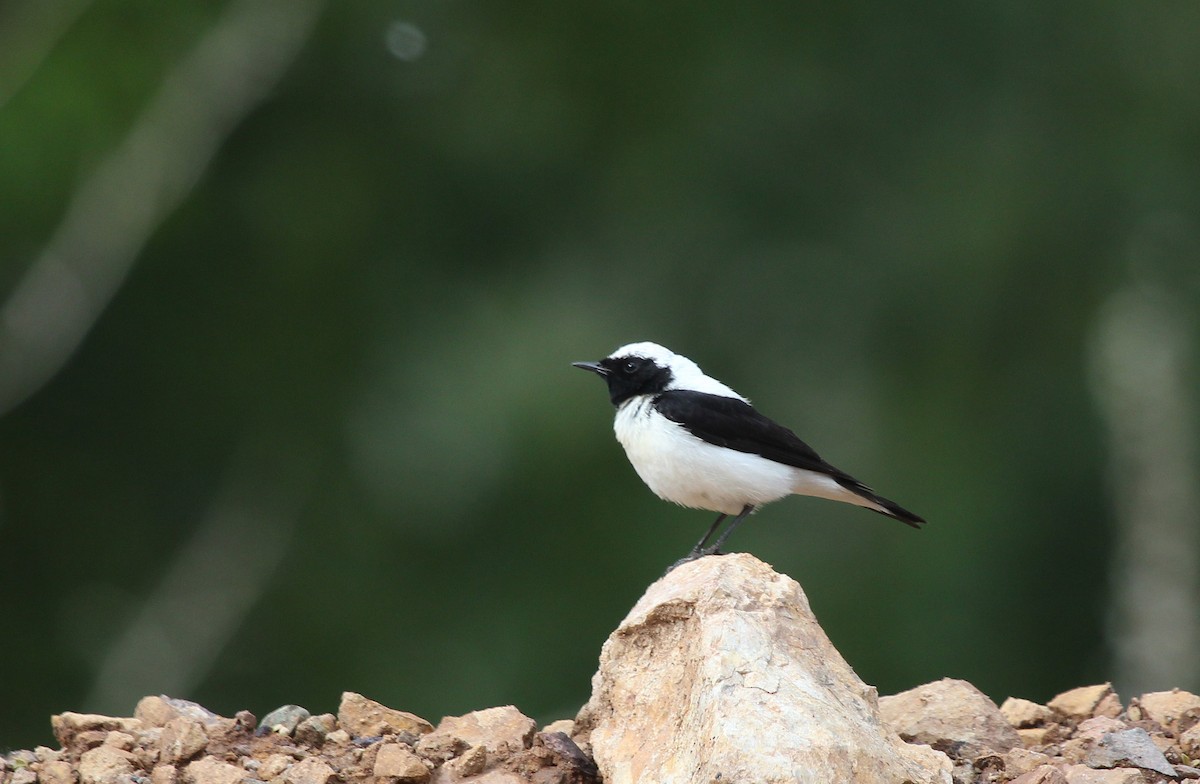 Finsch's Wheatear - ML637579414