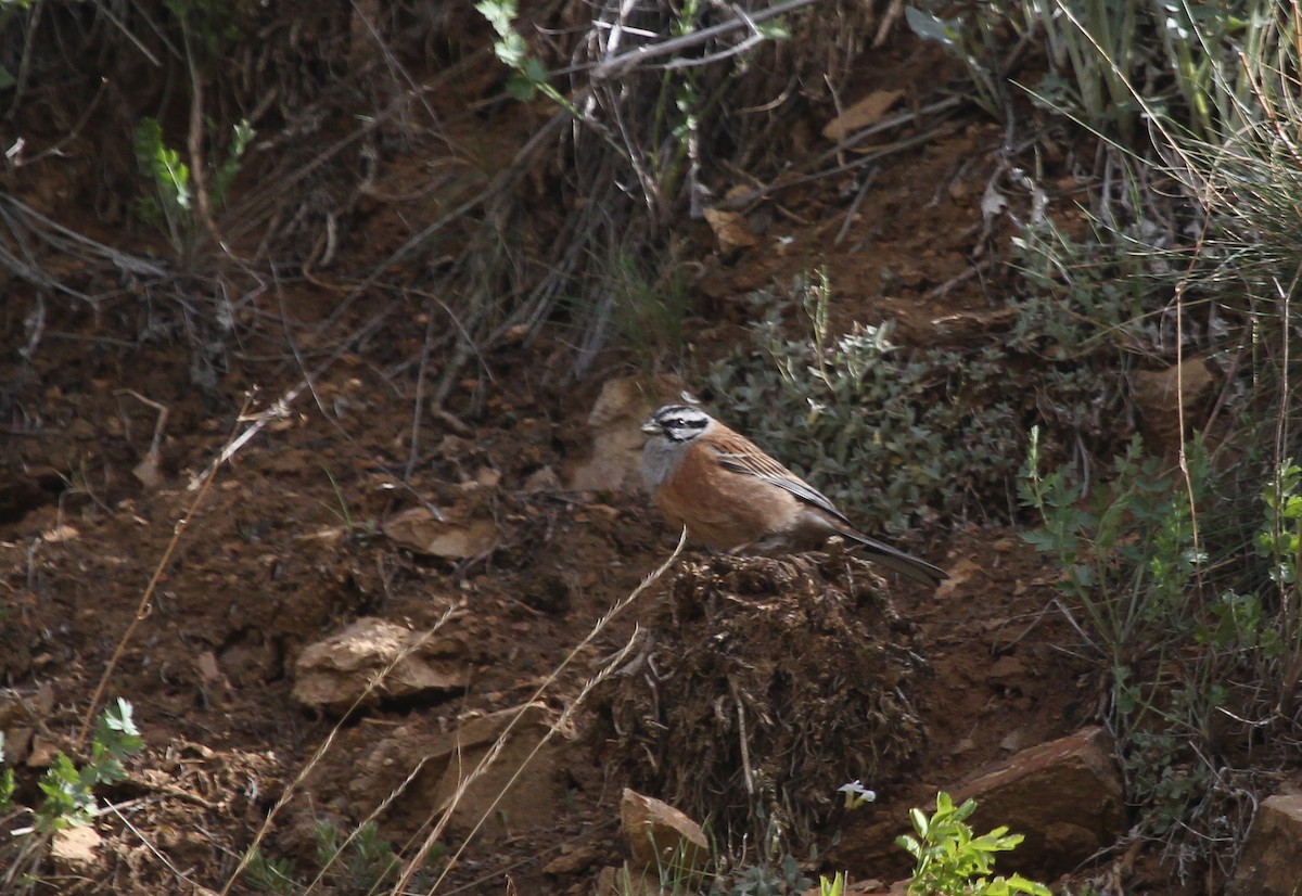 Rock Bunting - ML637579421