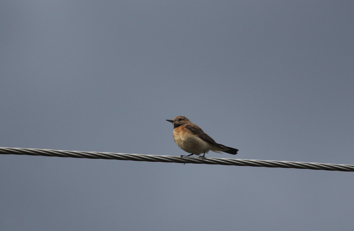 Eastern Black-eared Wheatear - ML637579428