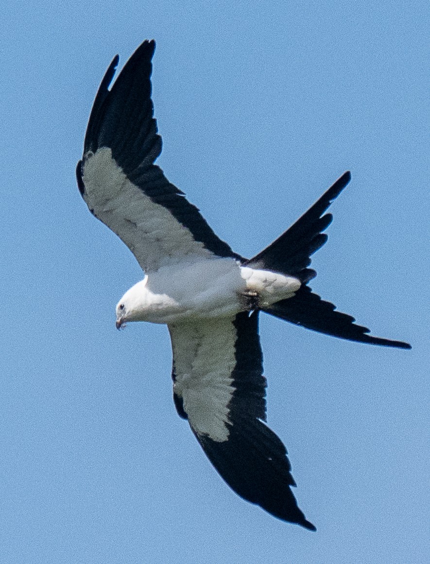 Swallow-tailed Kite - ML637579453