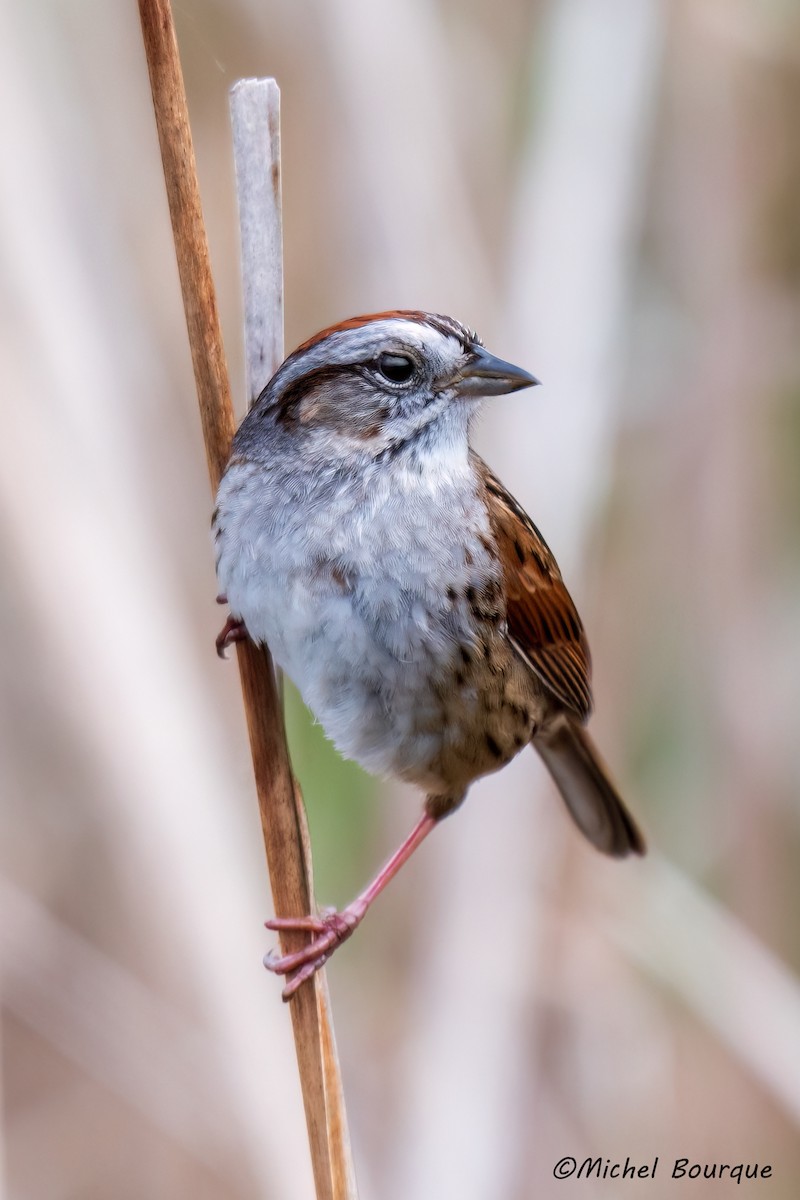 Swamp Sparrow - ML637579501
