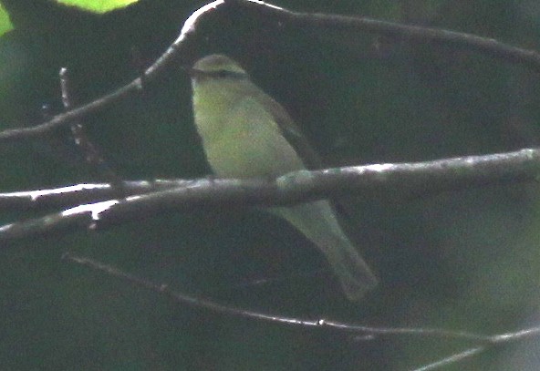 Green Warbler - ML637579503