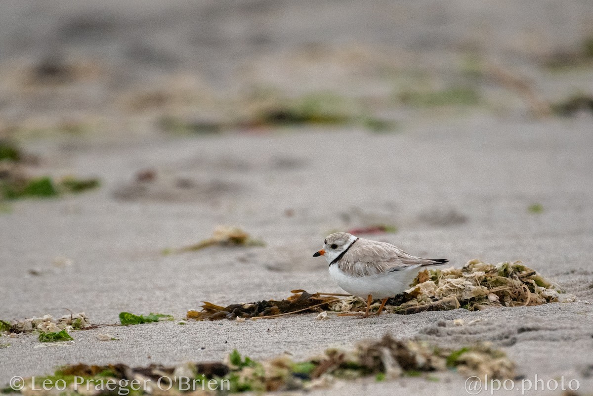 Piping Plover - ML637579525