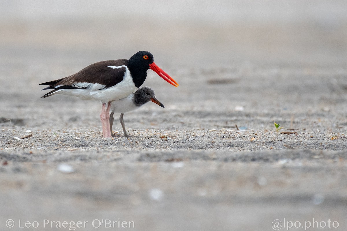 American Oystercatcher - ML637579528