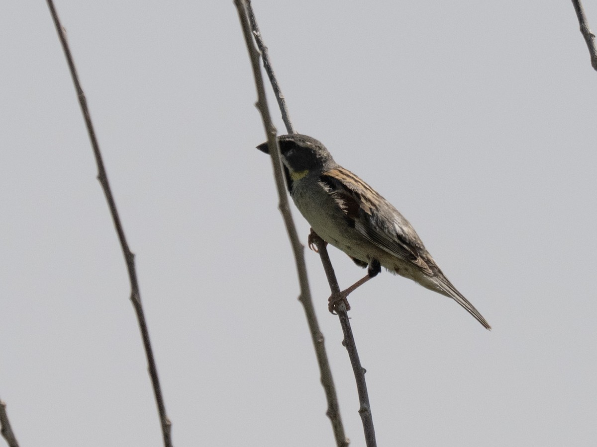 Dead Sea Sparrow - ML637579560