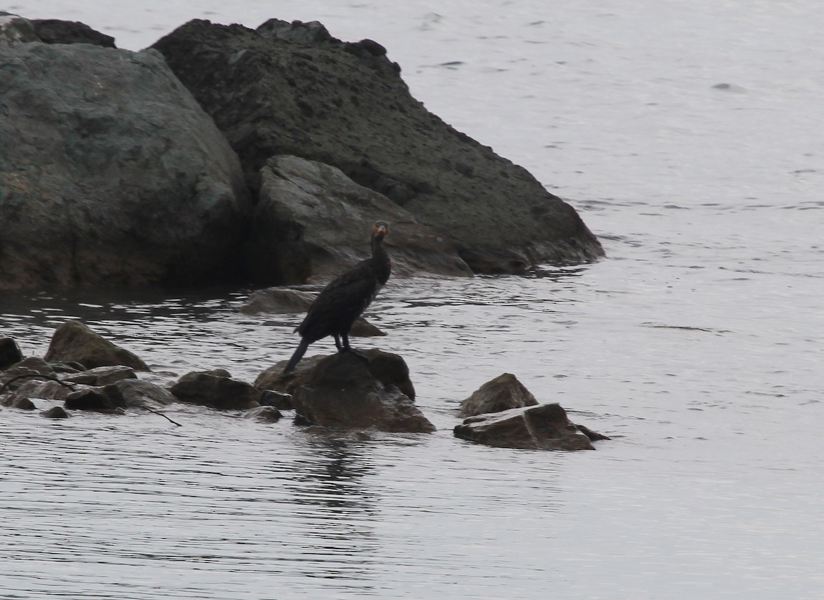 Pygmy Cormorant - ML637579576