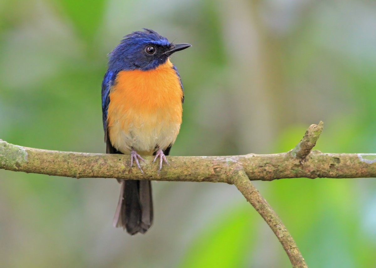 Mangrove Blue Flycatcher - ML637579625