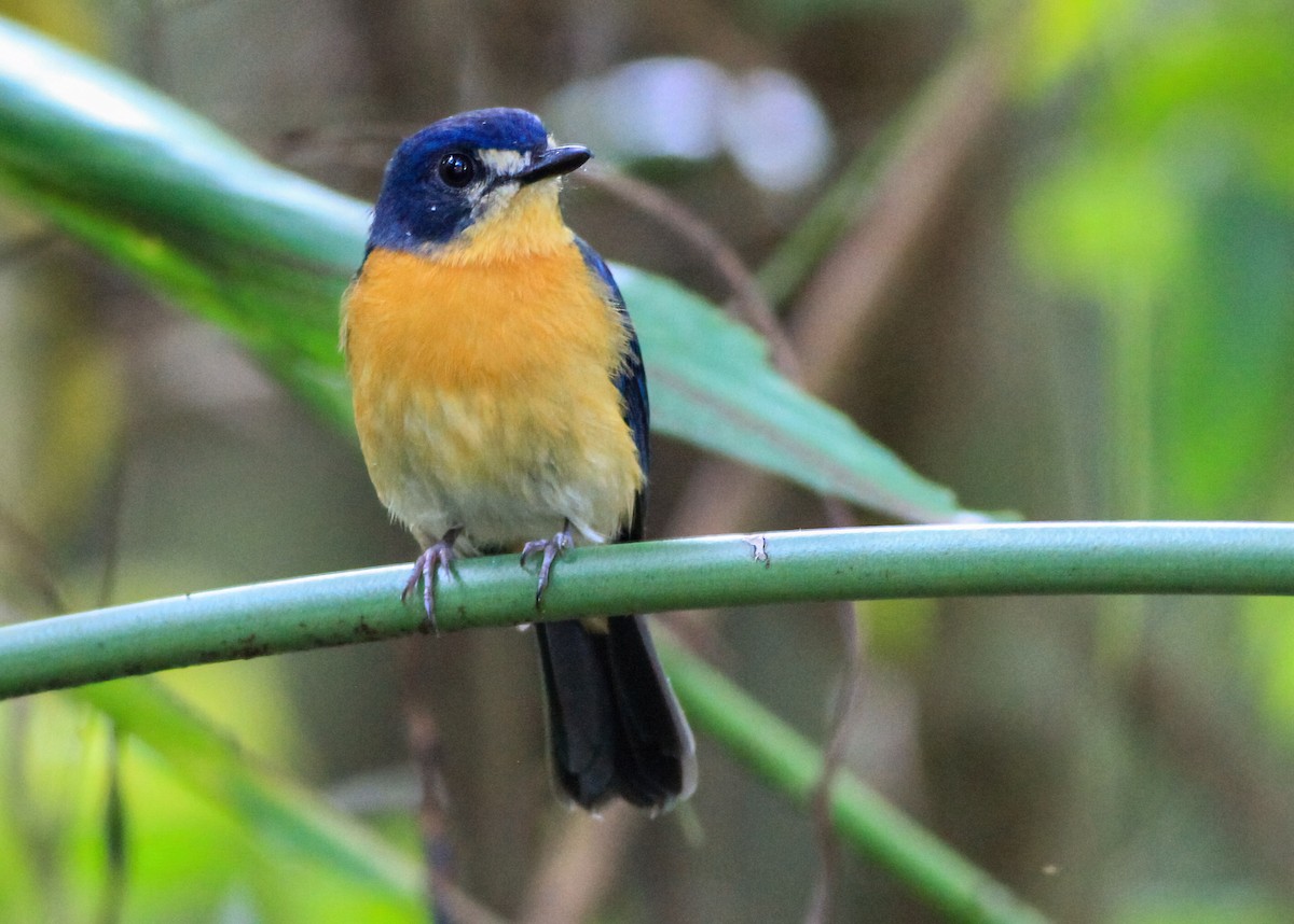 Mangrove Blue Flycatcher - ML637579626