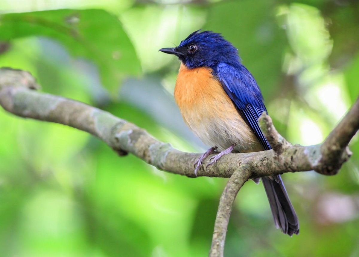 Mangrove Blue Flycatcher - ML637579627