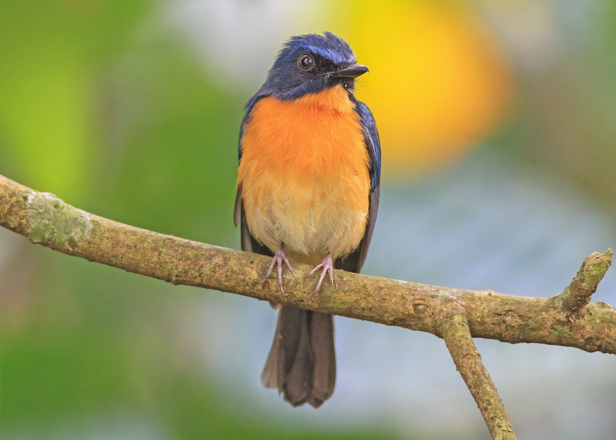 Mangrove Blue Flycatcher - ML637579628