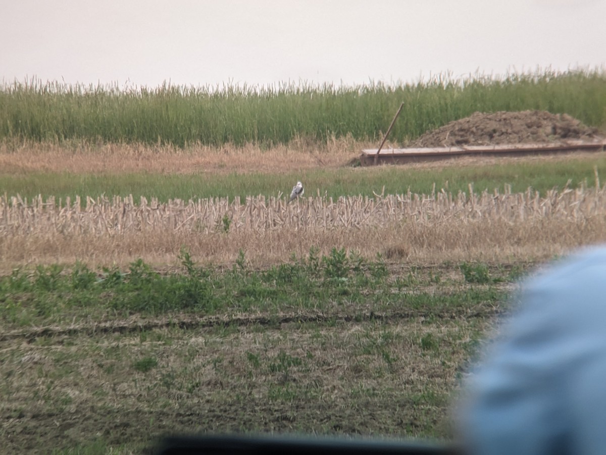 luněc americký - ML637579630