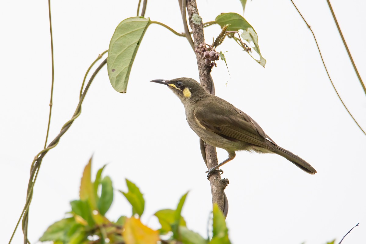 Graceful Honeyeater - ML637579664