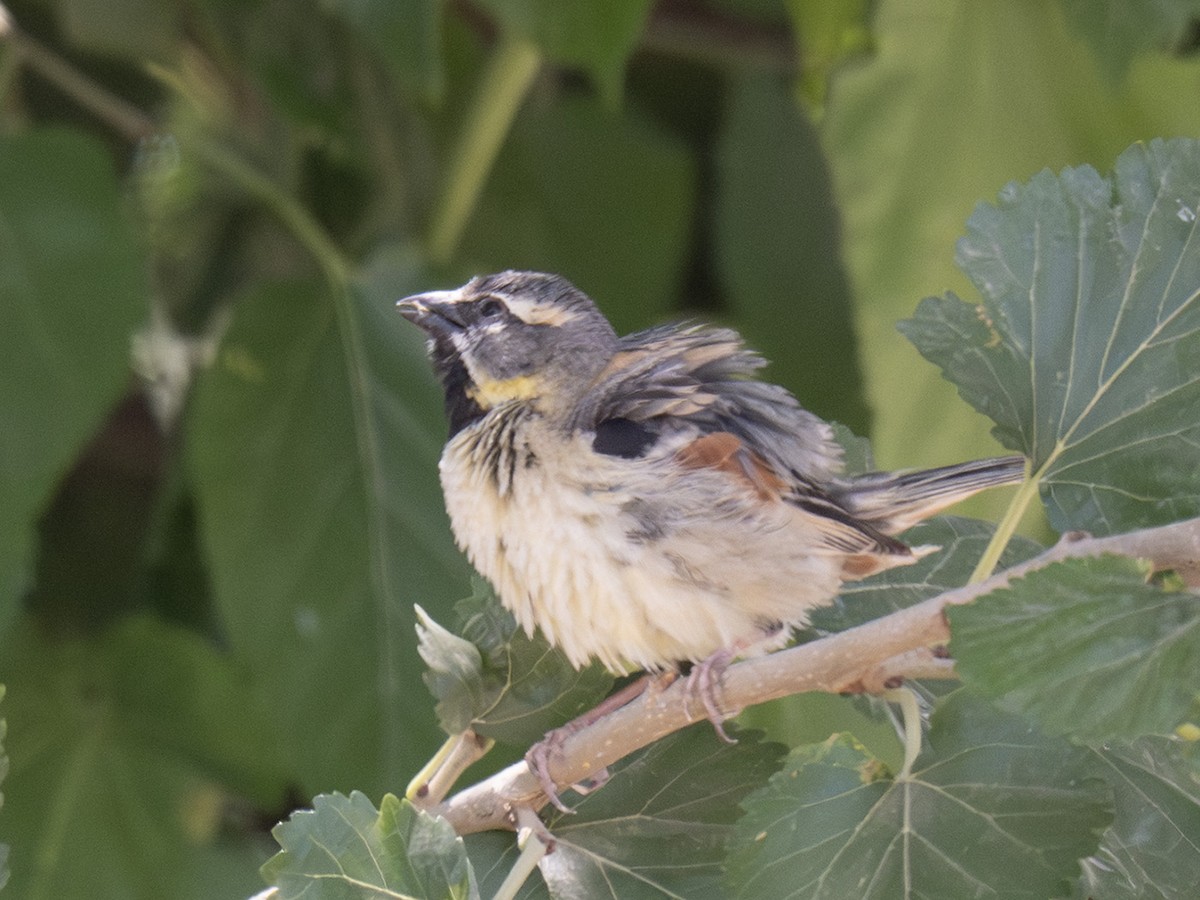 Dead Sea Sparrow - ML637579731