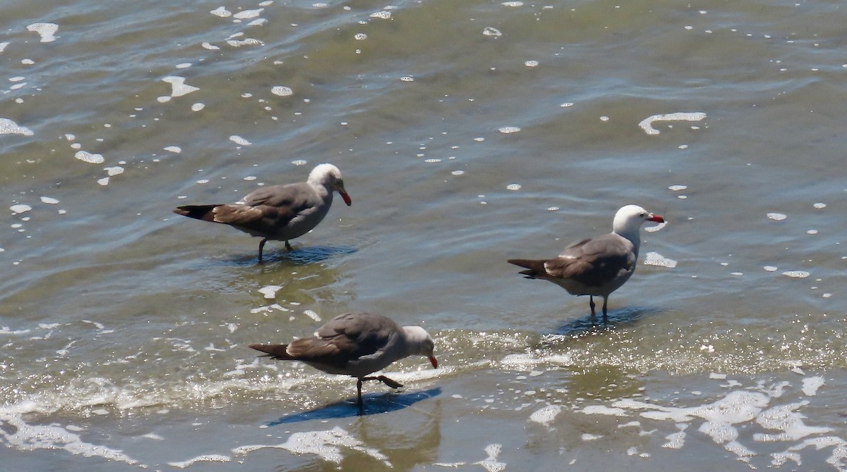 Heermann's Gull - ML637579803