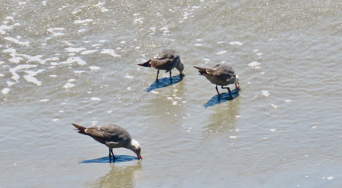 Heermann's Gull - ML637579806
