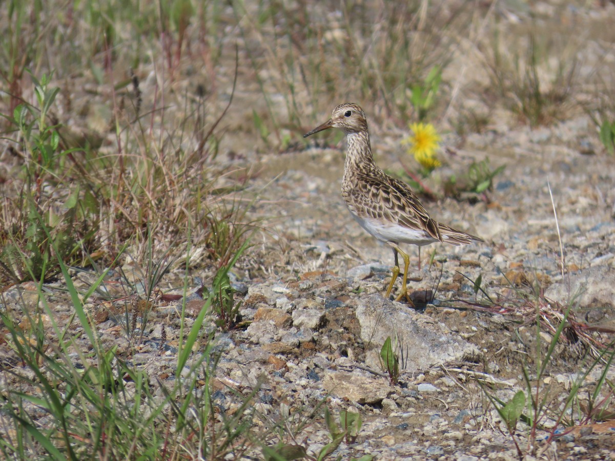 Pectoral Sandpiper - ML637579815