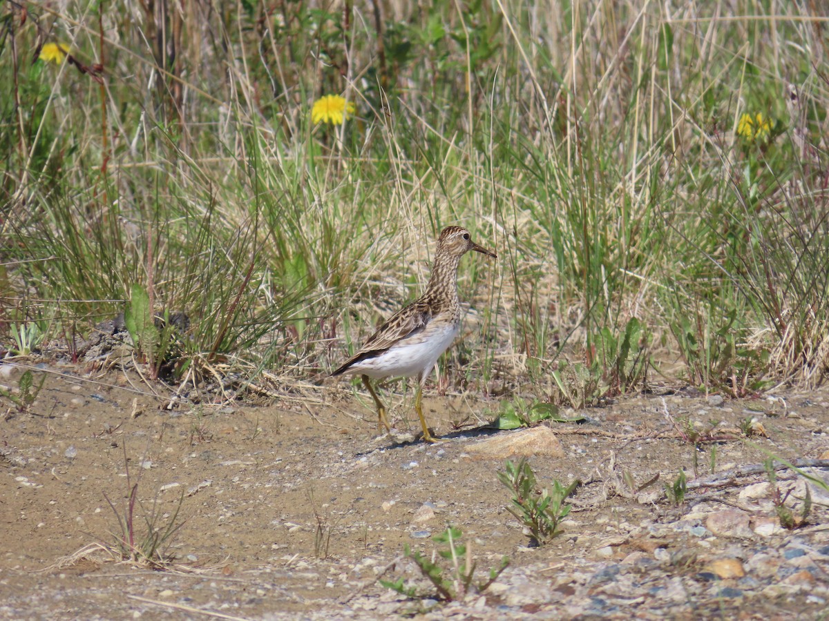 Pectoral Sandpiper - ML637579837