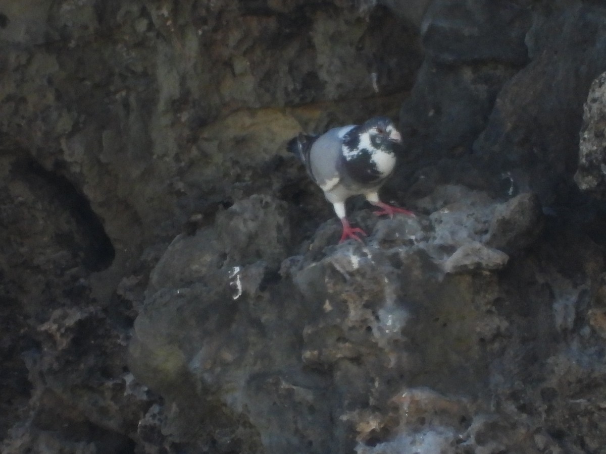 Rock Pigeon (Feral Pigeon) - ML637579873