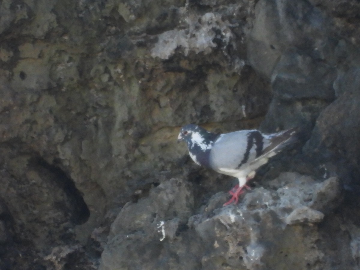 Rock Pigeon (Feral Pigeon) - ML637579875