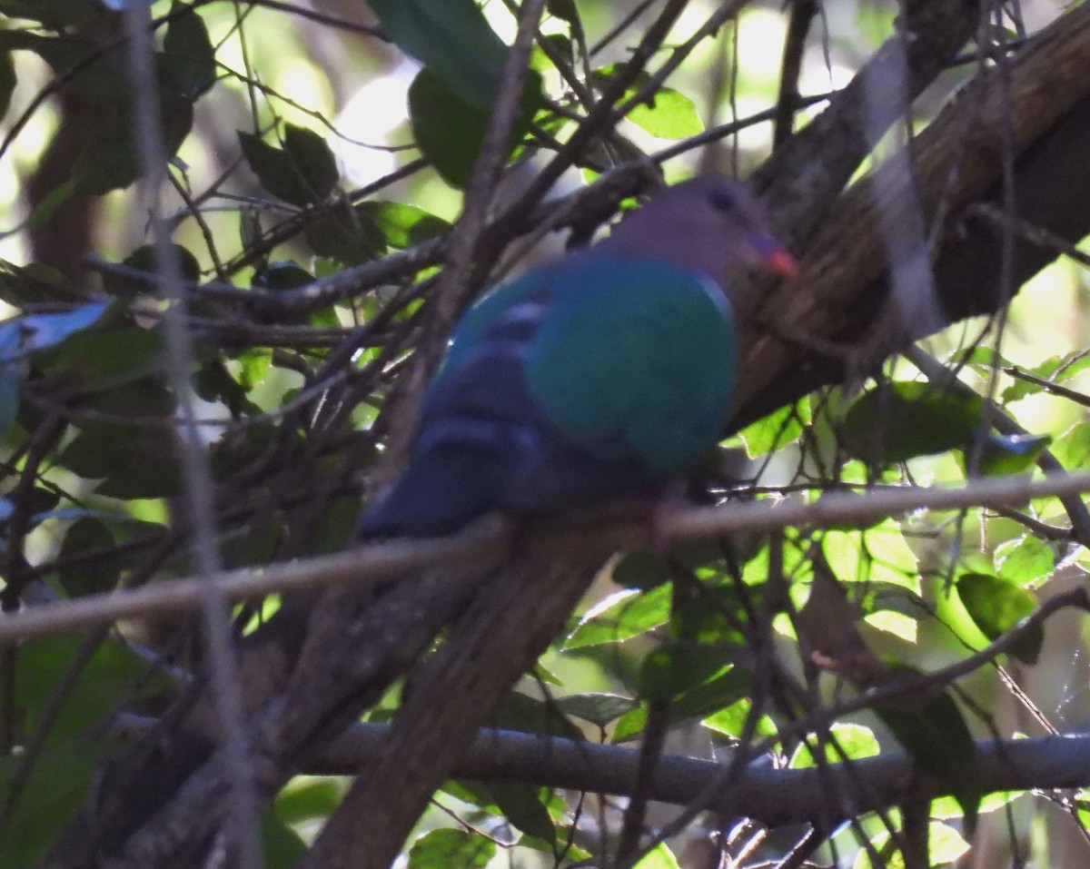 Pacific Emerald Dove - ML637579886