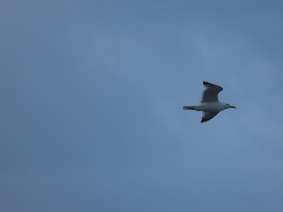 American Herring Gull - ML637579898