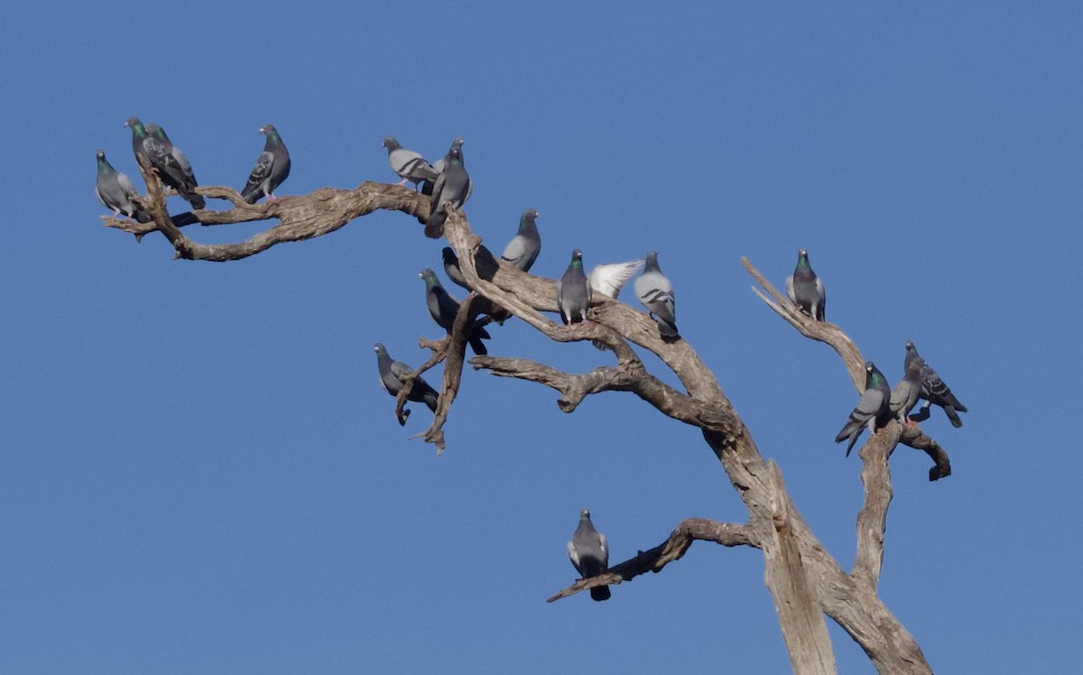 Rock Pigeon (Feral Pigeon) - ML637579908