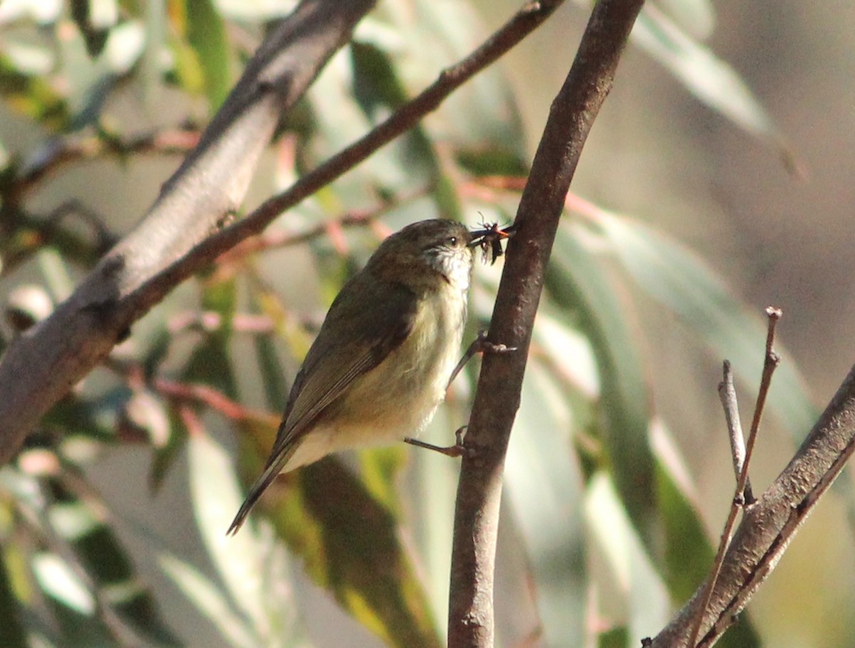Striated Thornbill - ML637580006