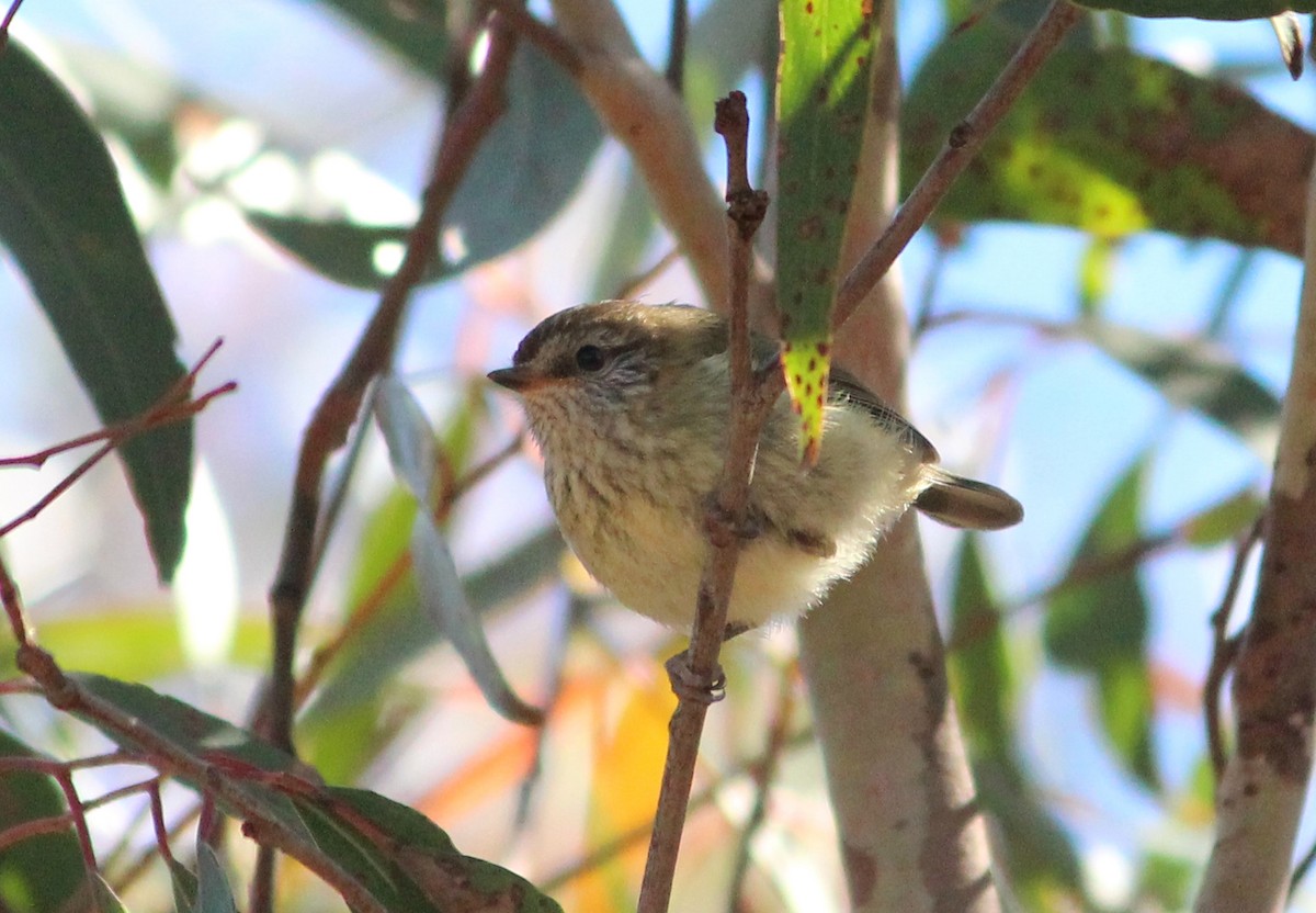Striated Thornbill - ML637580008