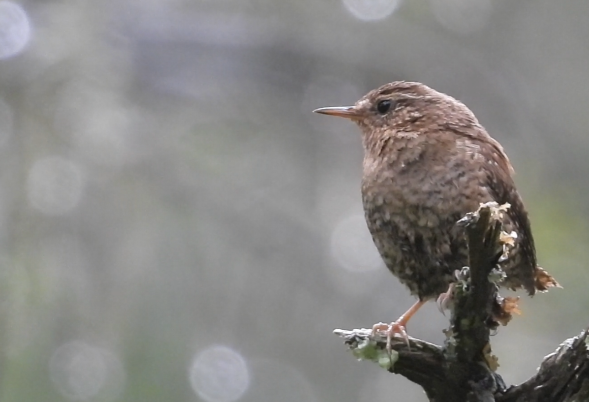 Pacific Wren - ML637580013